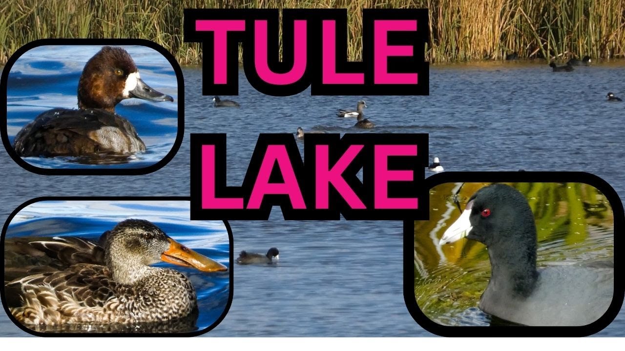 Amazing Birding at the Tule Lake NWR and beyond!