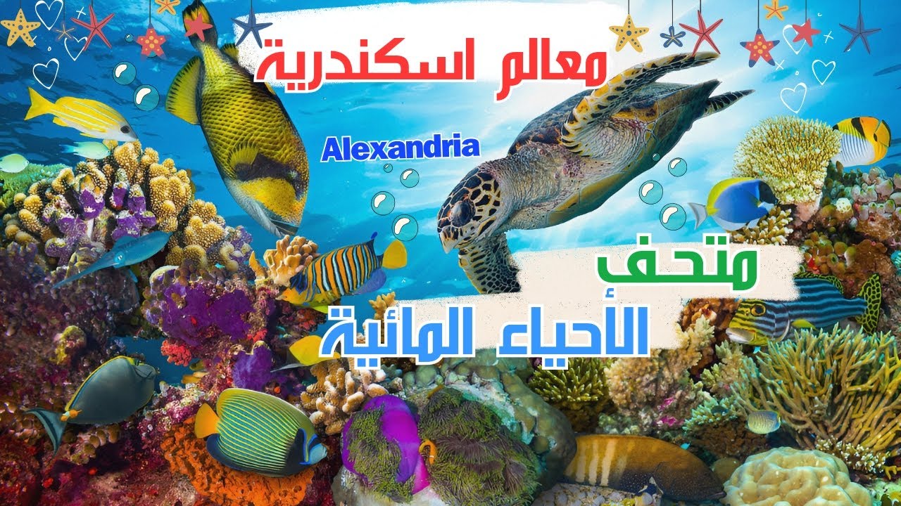 متحف الاحياء المائية في الاسكندرية Alexandria Aquarium - جولة متحف الاحياء المائية اكواريوم اسكندرية