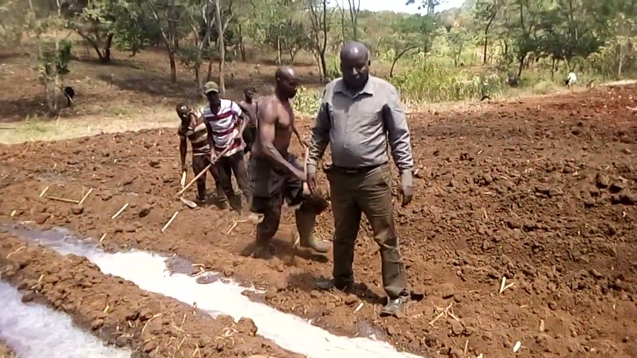planting super napier grass also known as pakchong1 customers please contact 0715124053