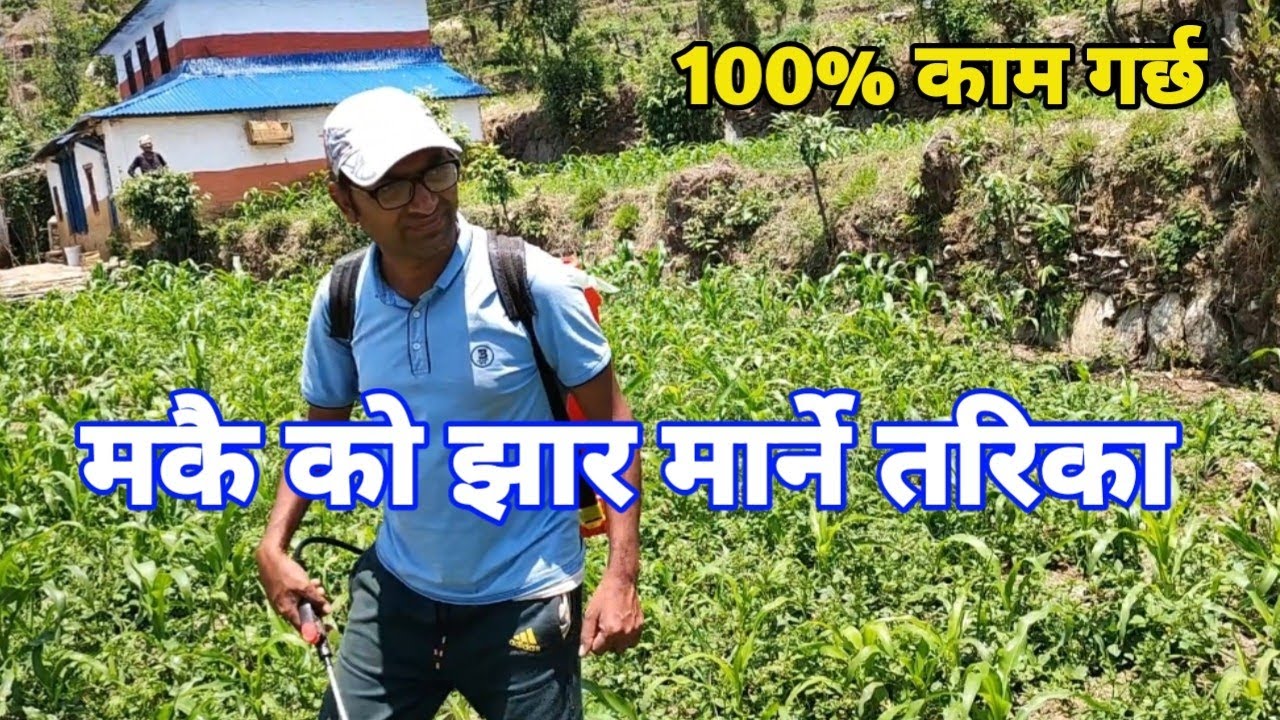 मकै को झार मार्ने तरिका, अब सजिलै खेती गर्न सकिन्छ