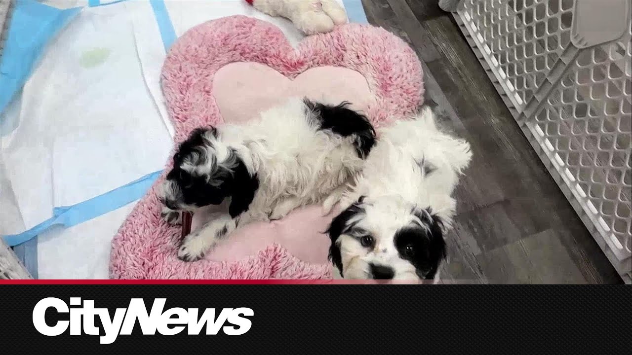 Jasper evacuees find safety and shelter with their pets