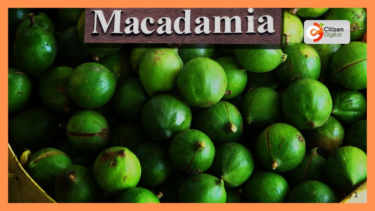 Kenya's Gold Feature | Macadamia farming in Kenya |