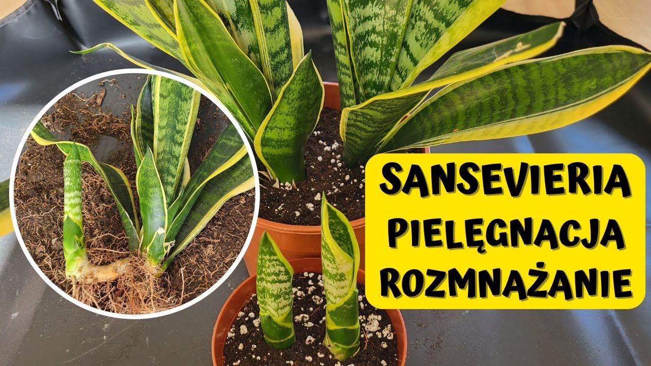 Jak pielęgnować, przesadzać i rozmnażać Sansevierie?  💚💛💚