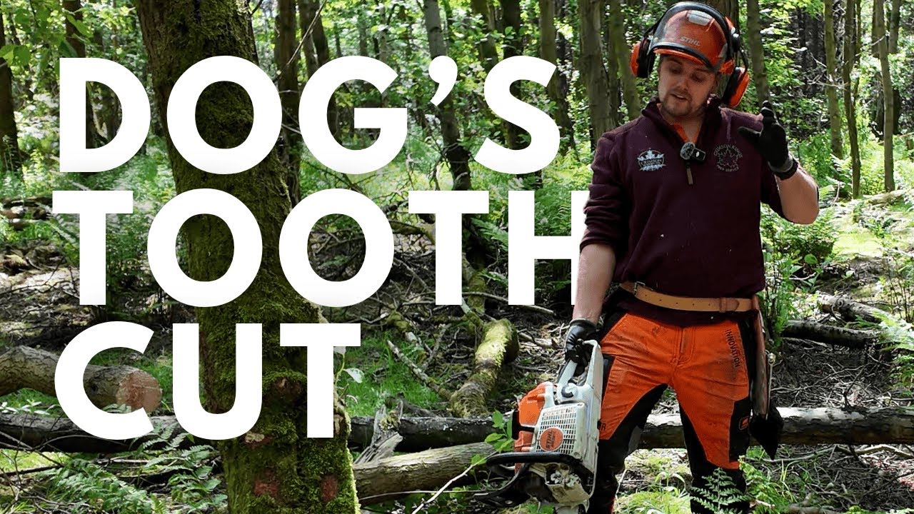 Felling Heavy Leaning Trees with the Dog's Tooth Cut