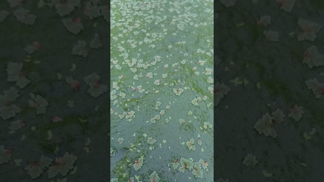 penampakan rumput wolfia dan azolla  