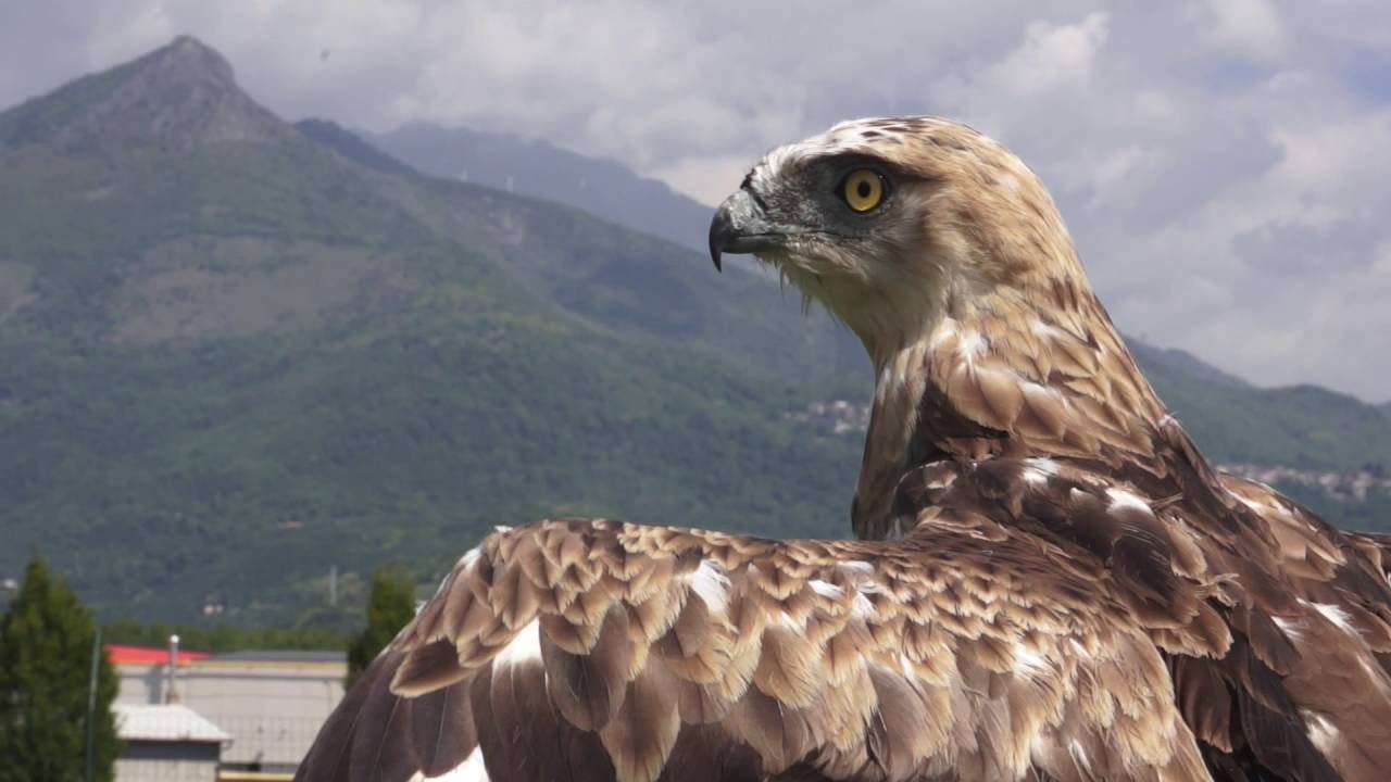 Libert&agrave; per il biancone