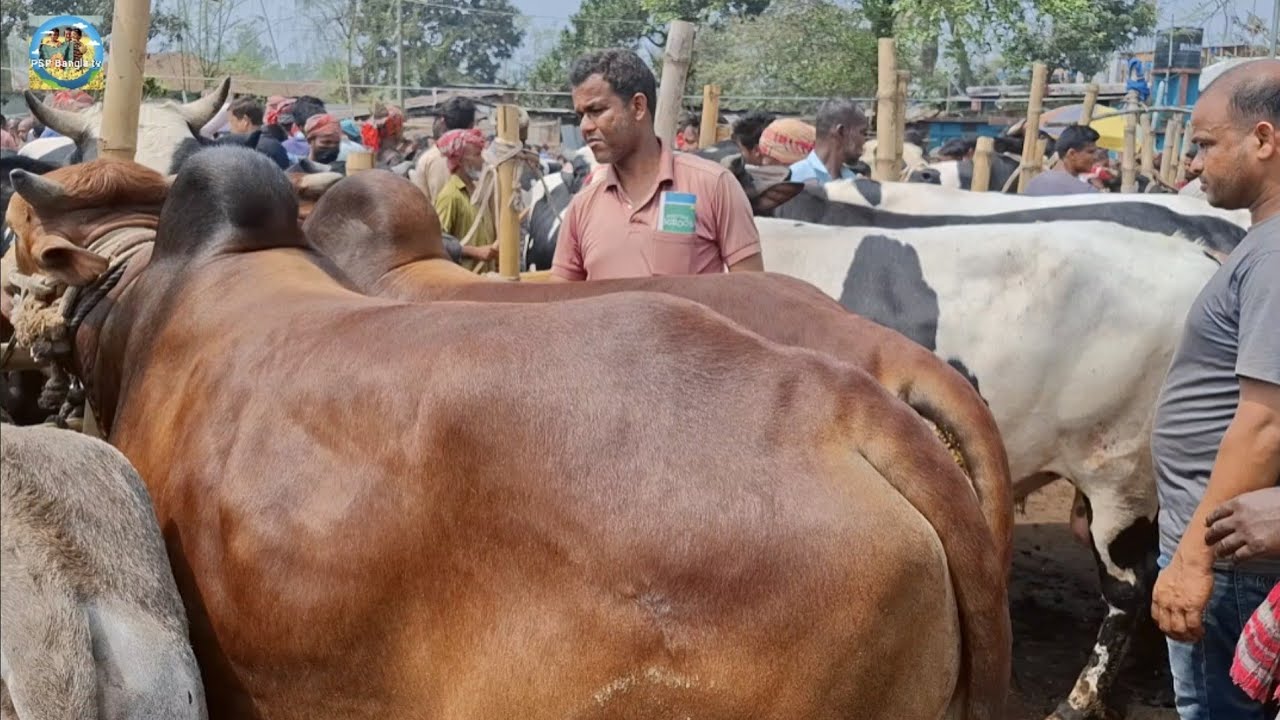 @ 14/3/2026|| নোয়াখালীর ব্যবসায়ীর মাংসের বড় বড় ষাঁড় গরু কেনা দিনাজপুরের কাহারোল হাটে||