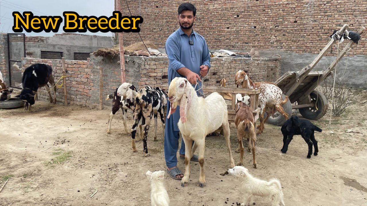 Finally Bought a New Breeder Male for Breeding 🐐 | aaj finally le aaya 🥰 | Ch Yaseen Vlogs 