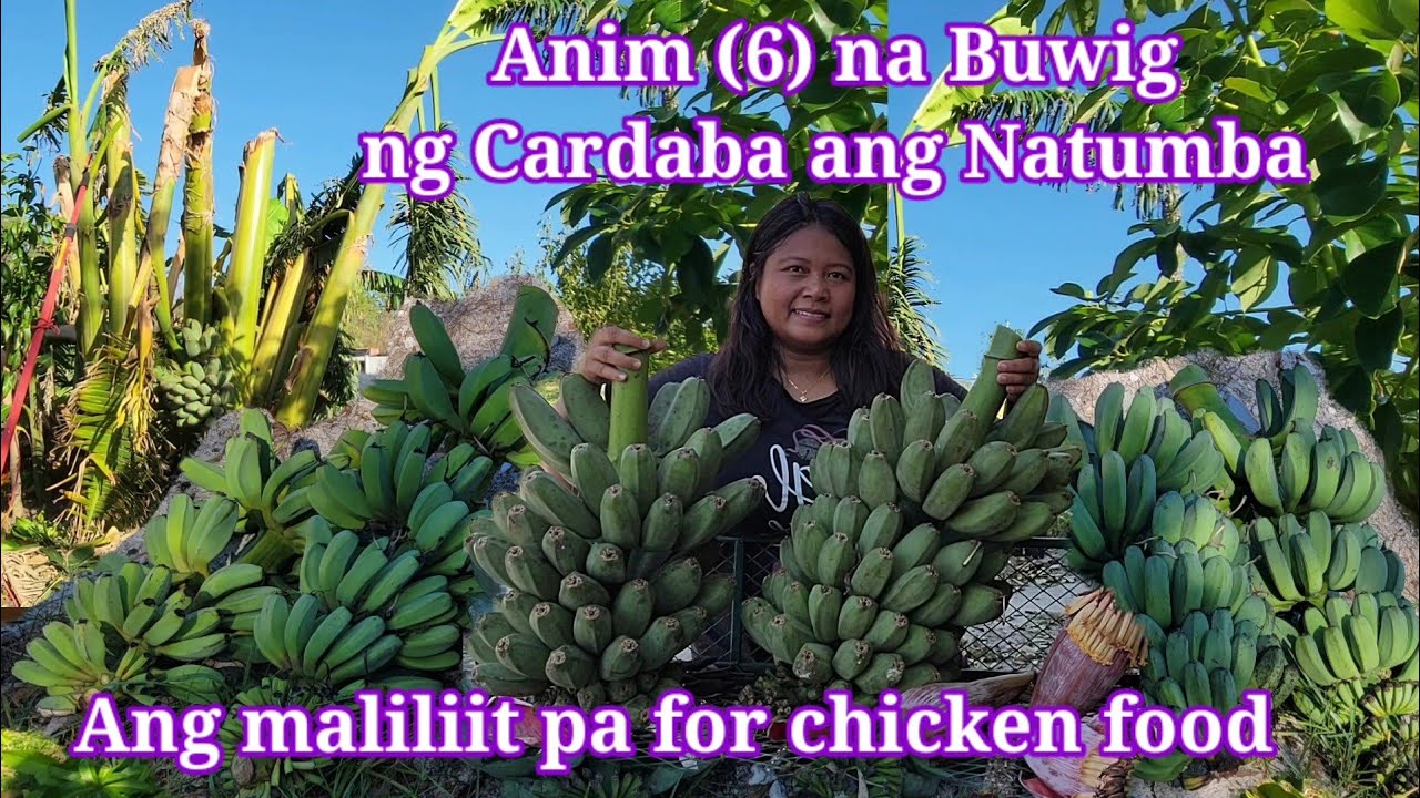 Harvest today: Cardaba Banana harvest after Hurricane Ian | Banana harvest