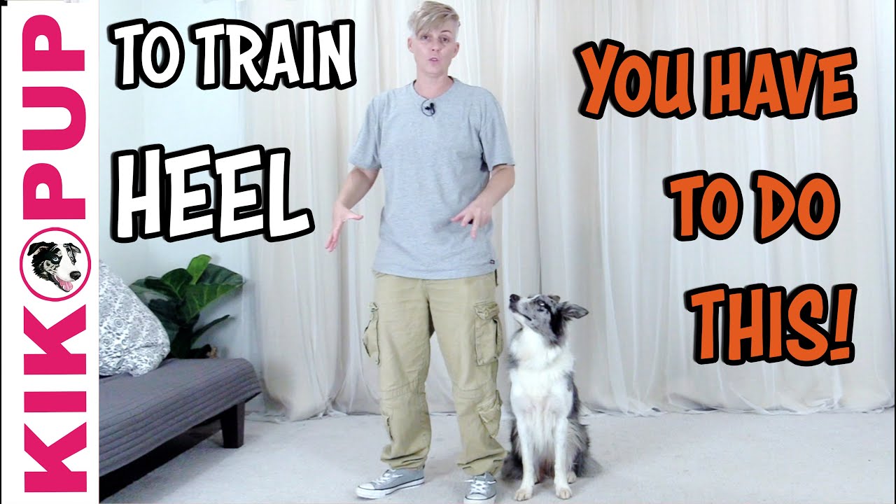 Train Your Dog To HEEL - BEGINNER TIP - Professional Dog Training