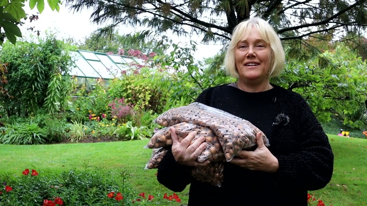 Expanding a Crocus Lawn | Tips from Rachel at Gardening at Douentza