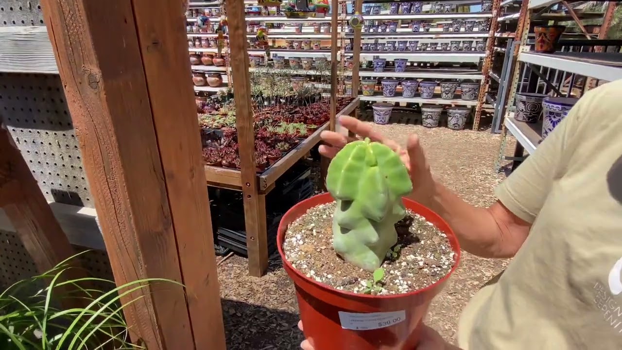 Check out what’s growing on at Planter Paradise🎉