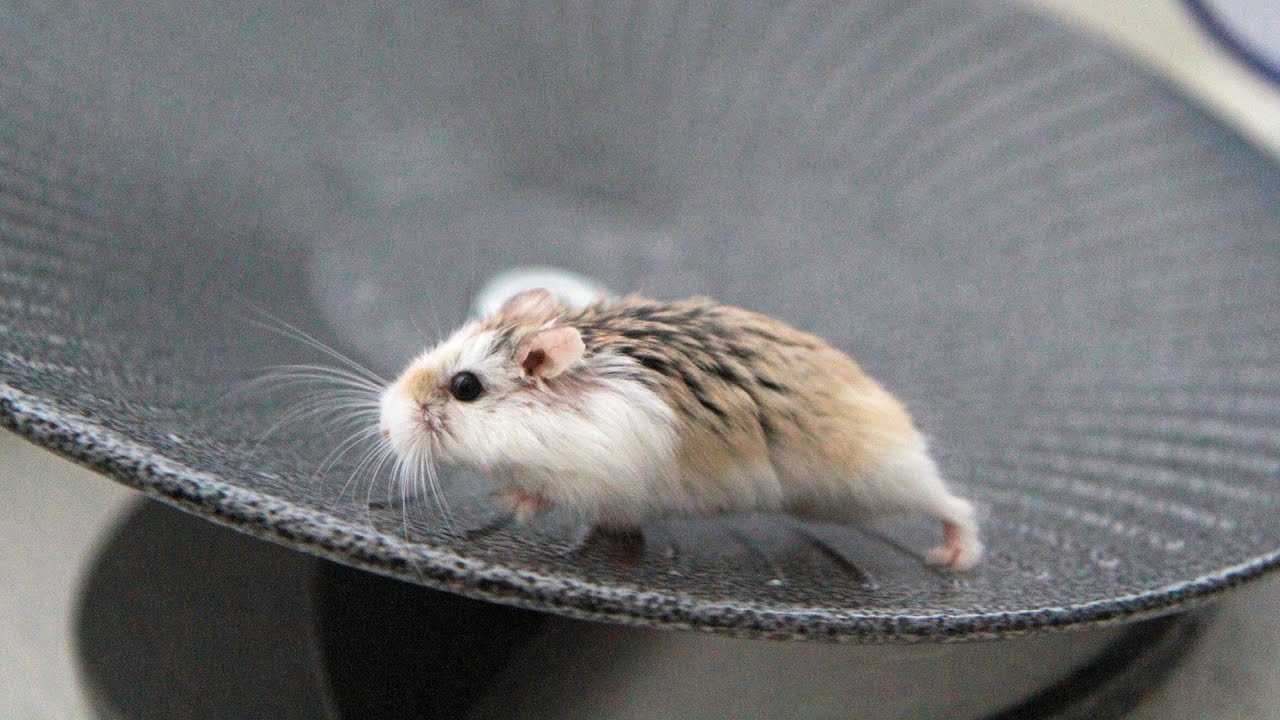 Hamster goes CRAZY on the Spinning Saucer