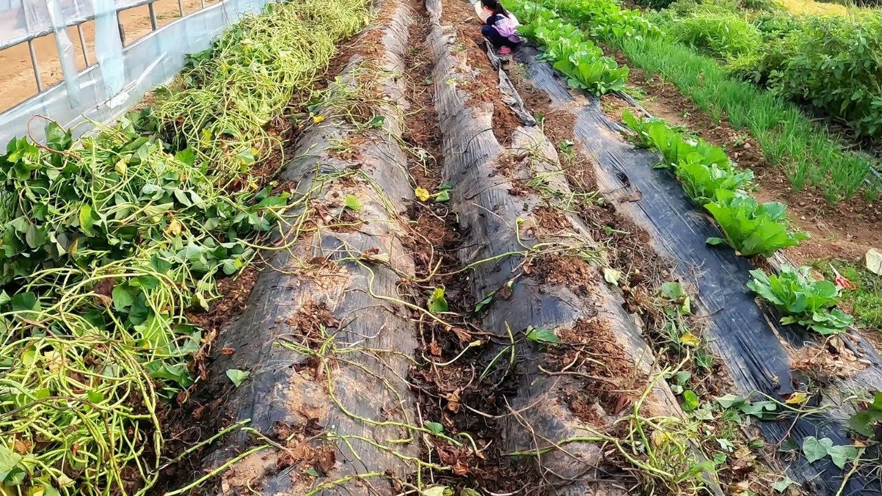 Thu Hoạch Khoai Lang Ở Hàn Quốc|Trồng Được Khoai Lang To Quá Cũng Khổ