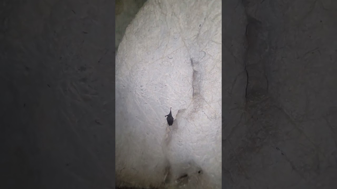 Grotte du Loup à Lourde