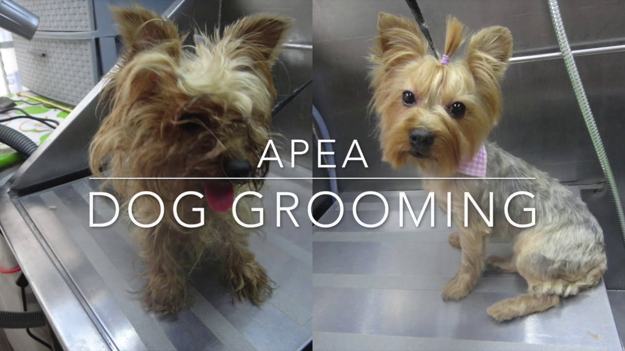 Dog grooming, matted Yorkie gets a shave down
