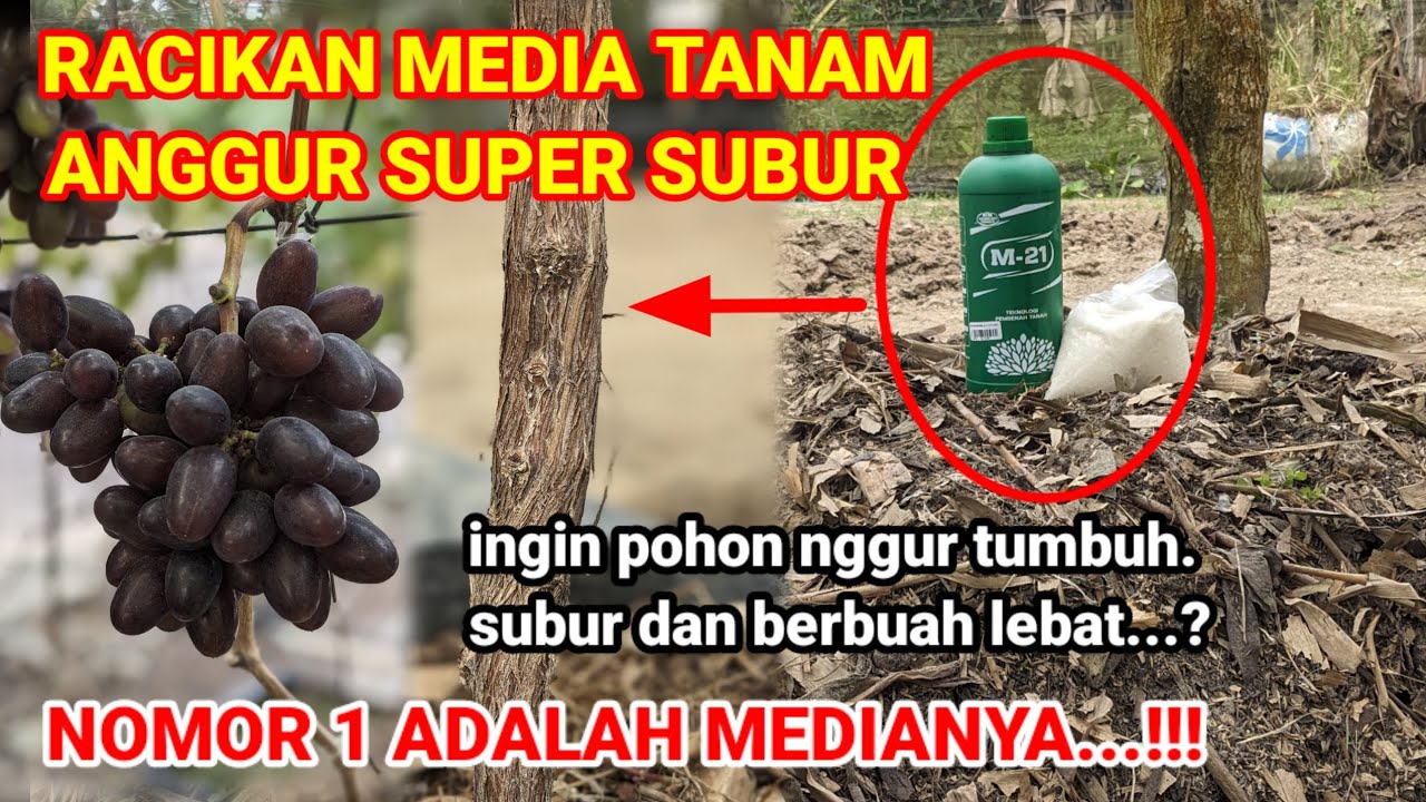 #Cara membuat media tanam untuk anggur yg subur