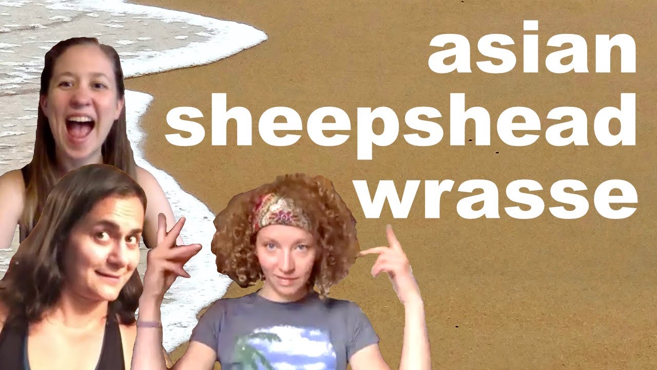 What in the Wildlife Ep. 4: Asian Sheepshead Wrasse