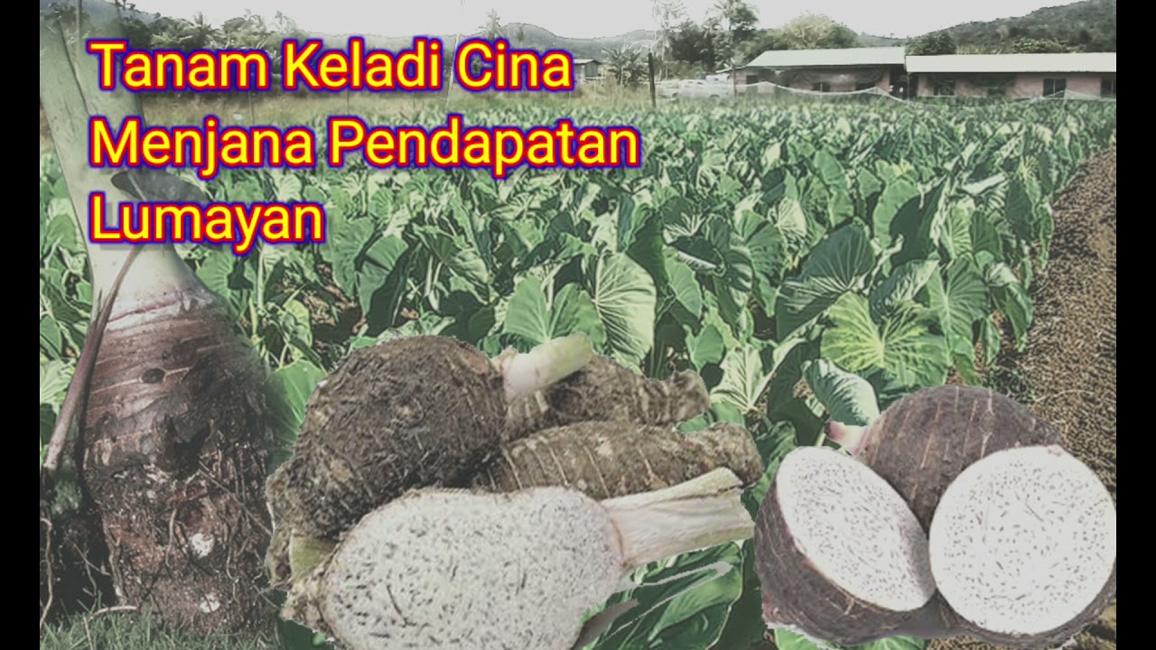 Tanam 10K Keladi Cina Part 2 (Penyediaan Tapak Induk)