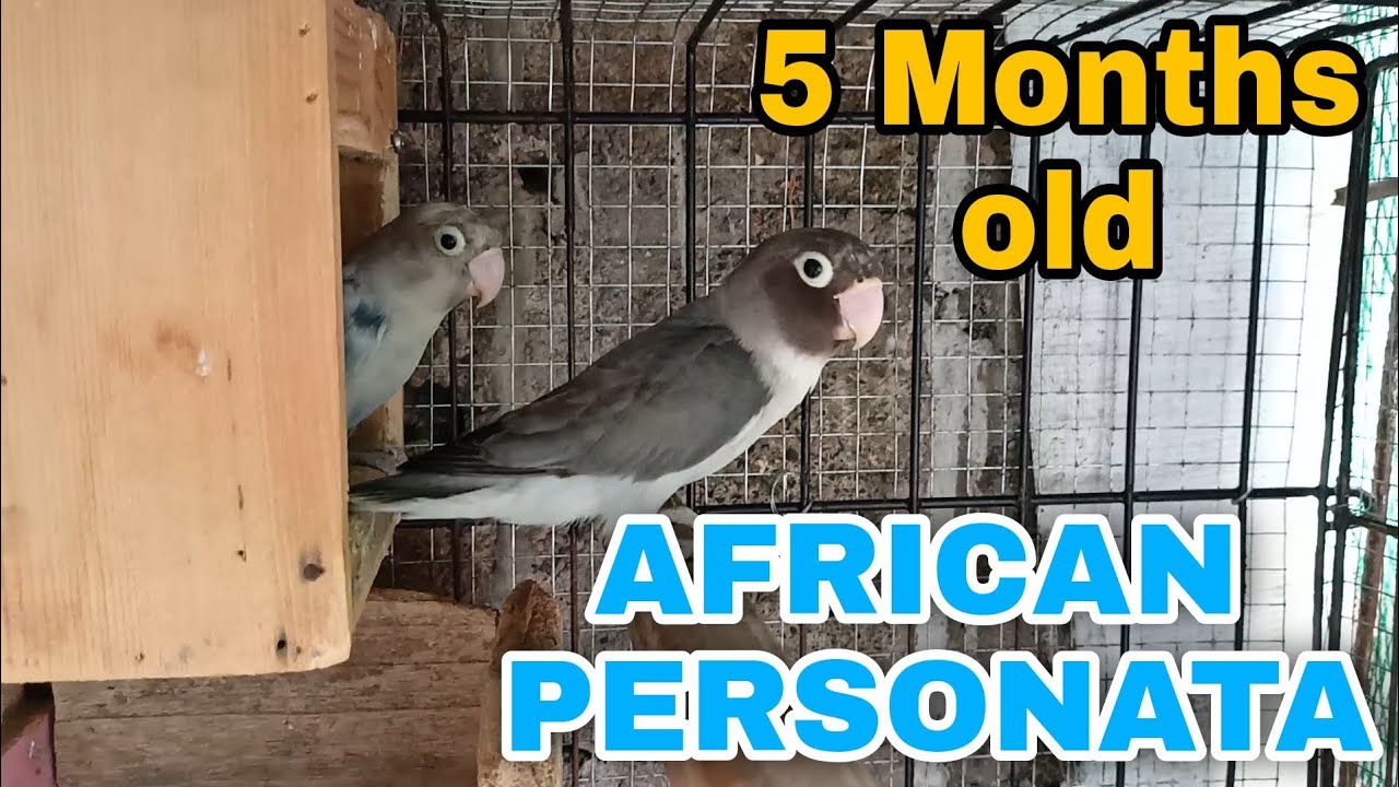 AFRICAN PERSONATA 5 Months old