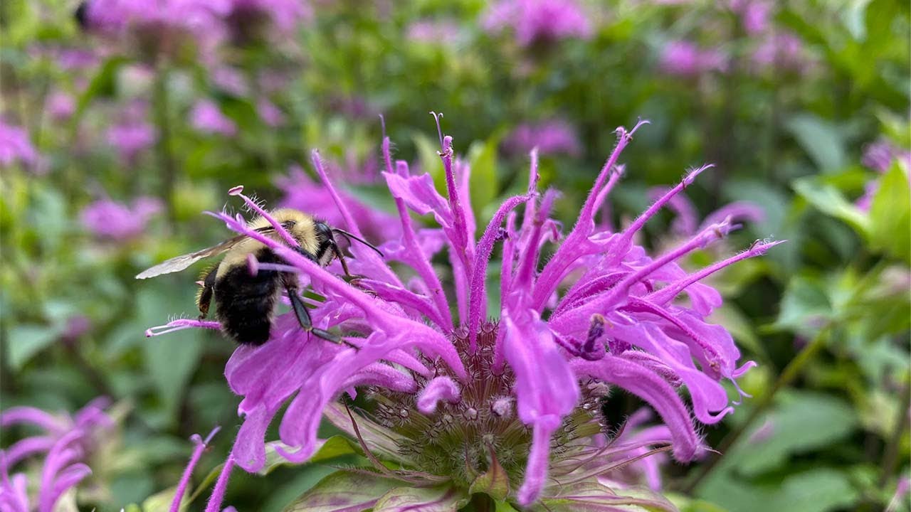 Monarda Bee Balm - Everything you need to know including amazing Clearwing Moths