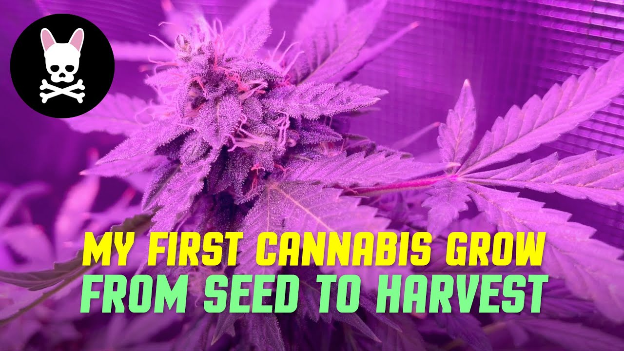 My First Cannabis Grow - Beginner Cannabis Seed Germination to Harvest - Auto-Flowers