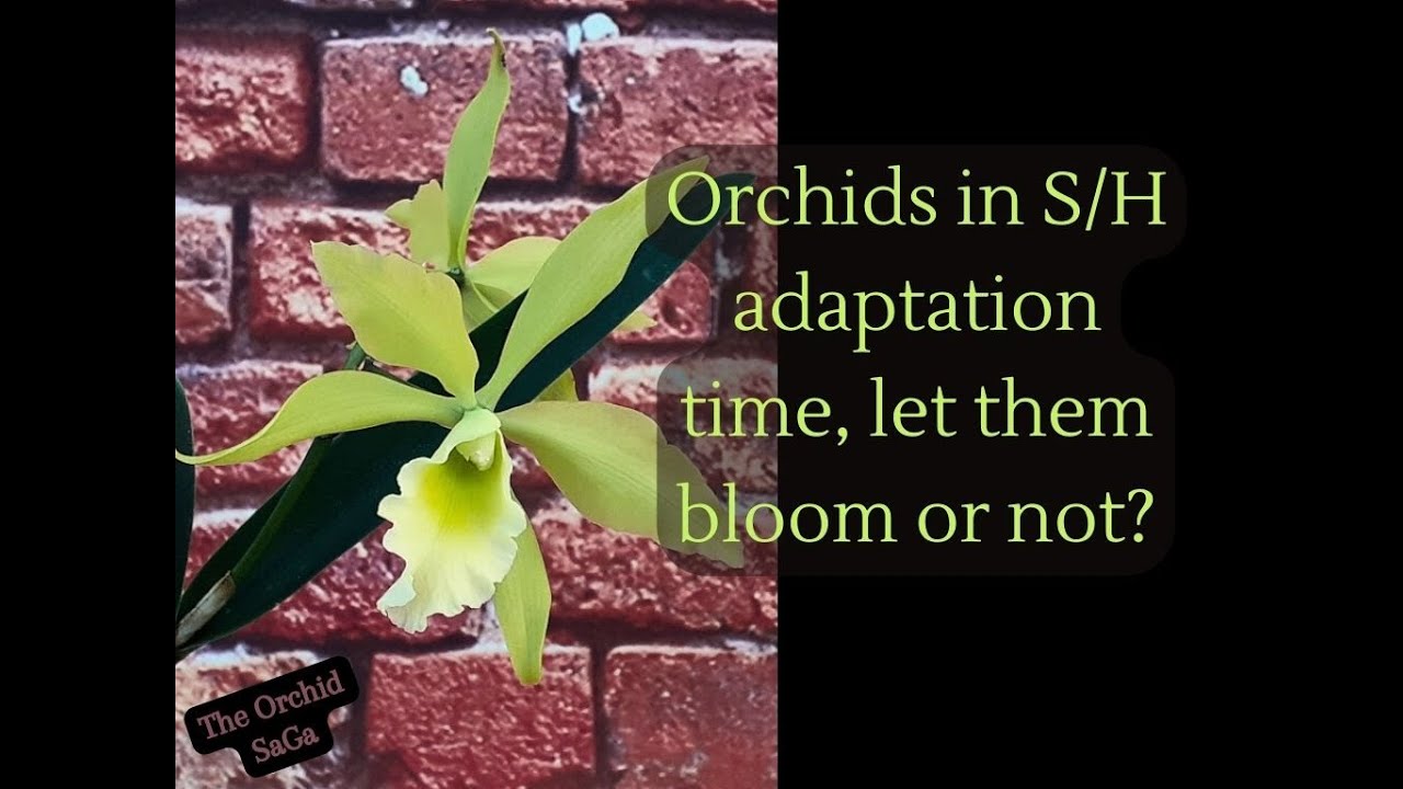 Orchids adapting in semi hydroponic, let them bloom or not?
