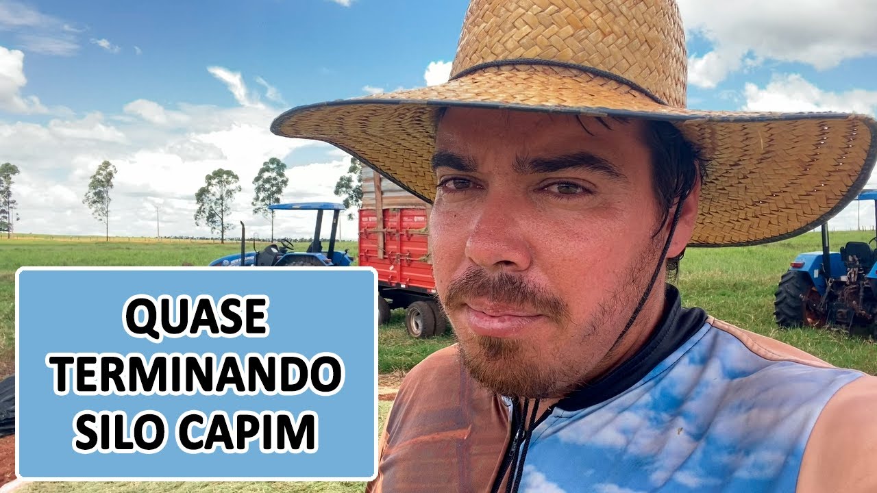 COMO ESTÁ FICANDO A SILAGEM DE CAPIM #gadodecorte   #confinamento   #agropecuaria