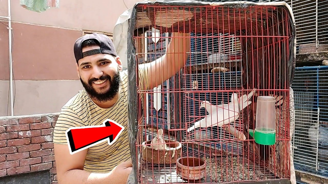 اشتريت طيور جديده غير الحمام 😍 شوف اشتريت ايه😯