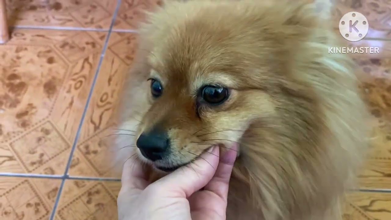 Задуло, намело, а мы в гости в среду. Ешкины коты и кошки, и собаки.12.2.26г.. Влог Адамовка. Оренб