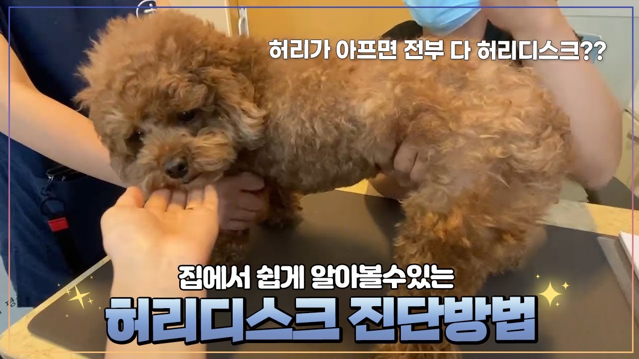 강아지 허리디스크 집에서 진단하는 방법 (디스크가 아니라 근육통증?)
