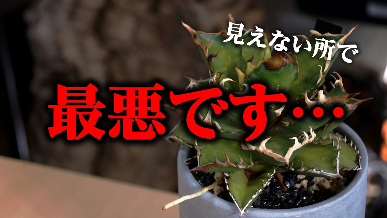 油断したら…、大切に育ててきた観葉植物の大手術になりました【アガベ】