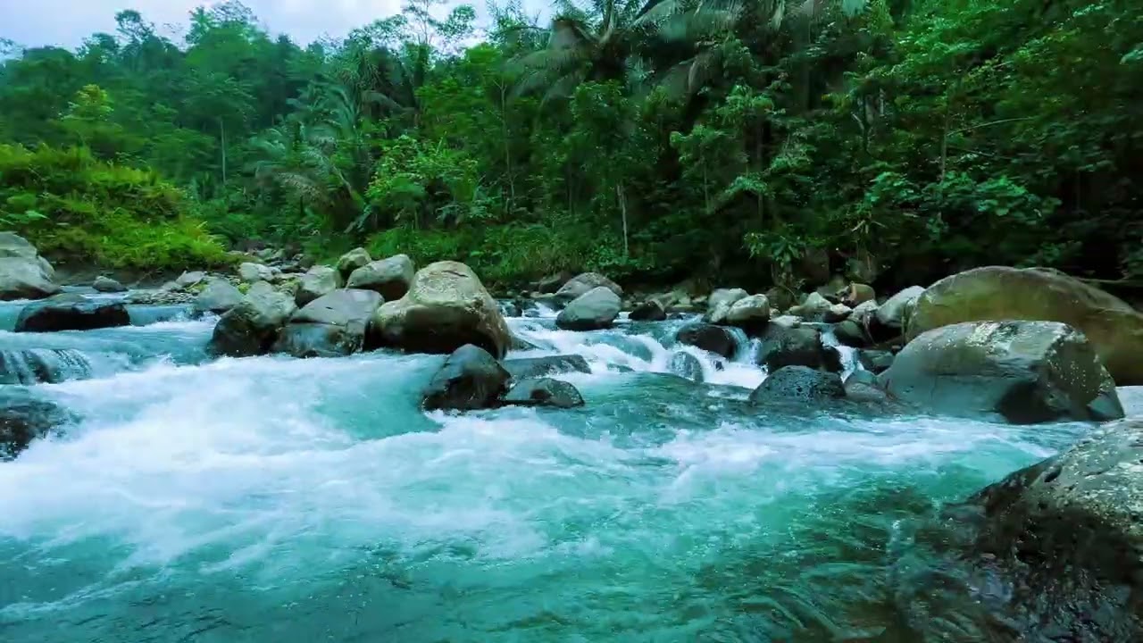 Peaceful Forest River White Noise for Focus & Productivity