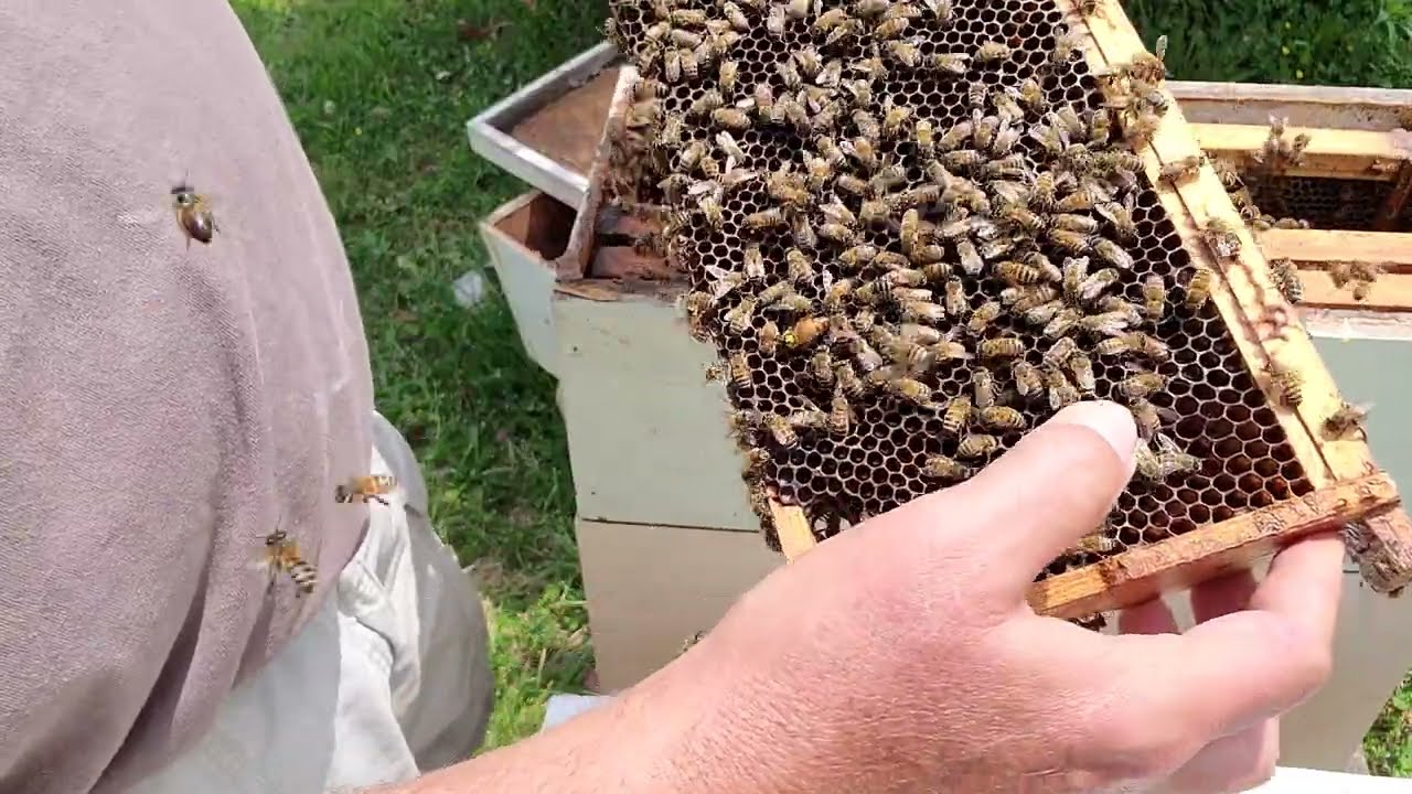 Plug N Play laying queen into a queenless hive.