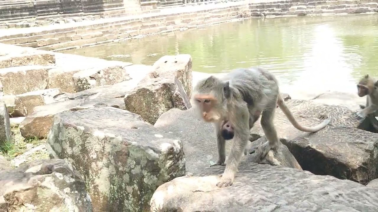 Jades monkey and lovely baby in step walk out on sandstone activity possible. 04