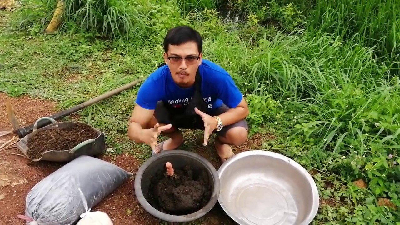 ดินผสม ดินหมัก สูตรนี้ปลูกพืชในกระถางงาม และ ง่ายมาก