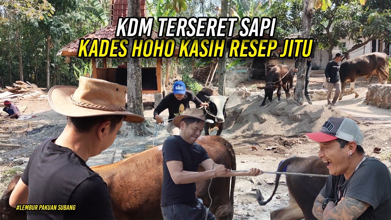 KDM TERSERET SAPI KADES HOHO | KADES HOHO KASIH RESEP JITU AGAR SAPI GEMUK