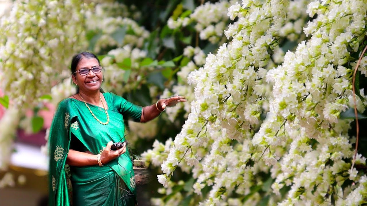 പൂത്തുലഞ്ഞു നിൽക്കുന്ന മണിമുല്ലയും വീട്ടിലെ ഗാർഡൻ വിശേഷങ്ങളുമായി ആനിചേച്ചി/Manimulla/Poranavolubilis