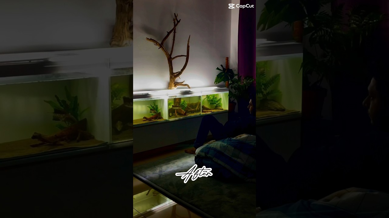 Fish room #aquarium #aquariumchanna #fish #aquariumfish #fishroom #predatorfish #channafish #fish