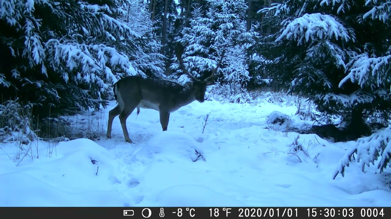 FOTOPAST MORAVA 9, 2/2026 #nature #myslivost#JAGD#woods#POLOWANIE#HUNTING#krásná příroda#CHASSE