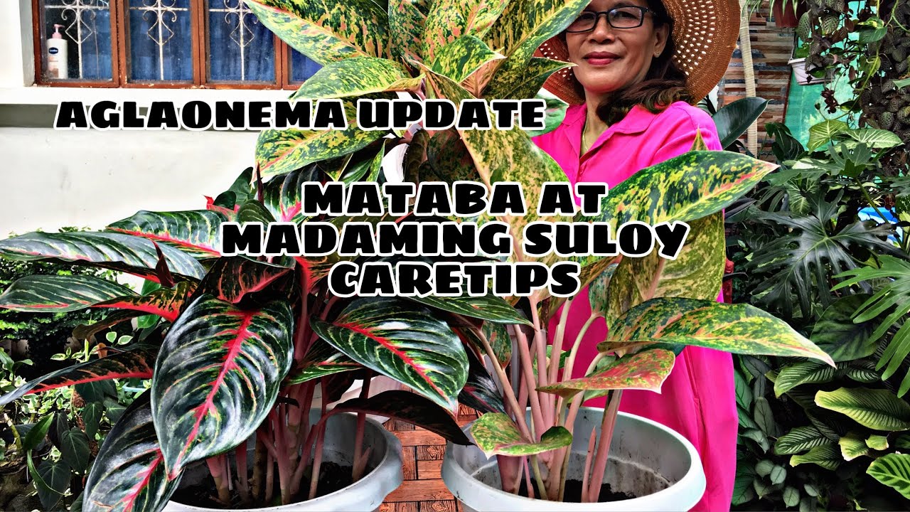 UPDATE SA AKING AGLAONEMA NA MAY KASAMANG CARETIPS/MATABA AT MADAMING SULOY