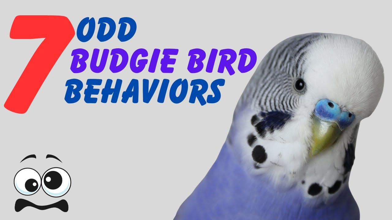 Odd Budgie Bird Behaviors