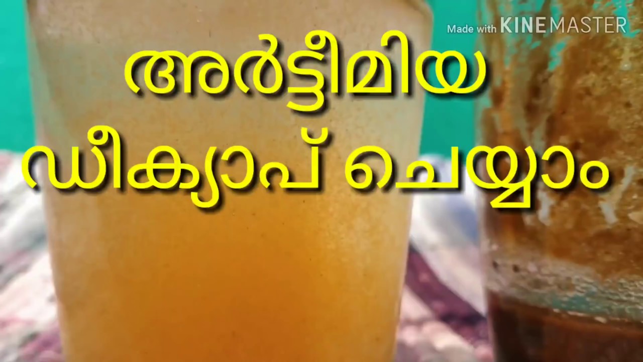 Decapsulated Artemia/ ഡീക്യാപ് അർട്ടീമിയ ചെയ്യാം 