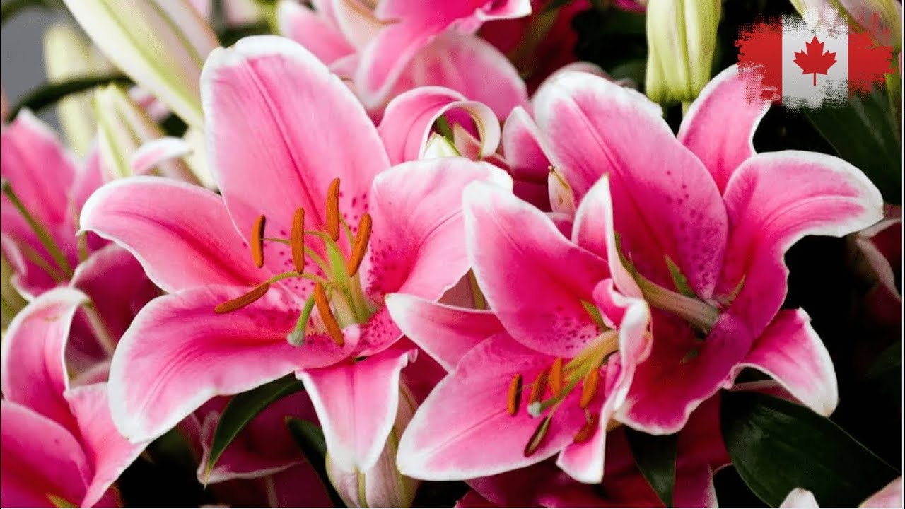 كيفية زراعة زهور الزنبق في حديقتك