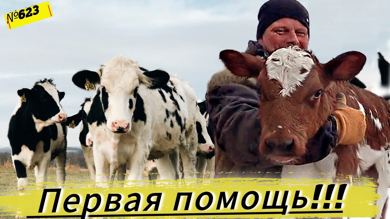 Как помочь телятам при вздутии живота за 15 минут? Лучший средство от тимпании рубца.