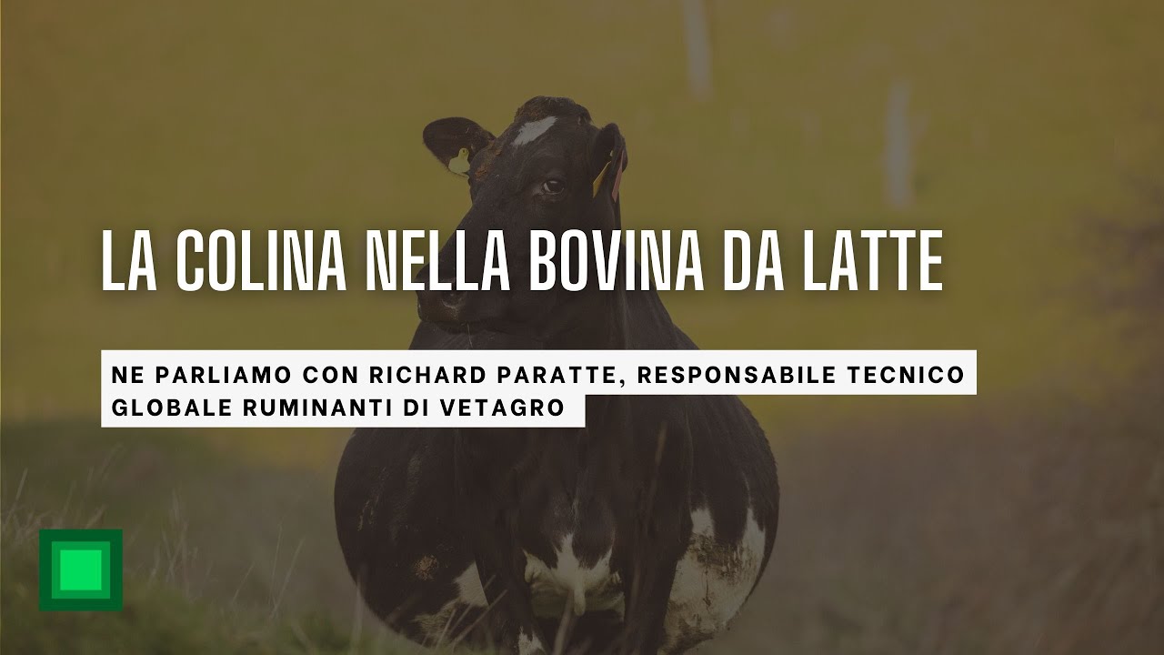 La colina nella bovina da latte. Perch&egrave; &egrave; cos&igrave; indispensabile?