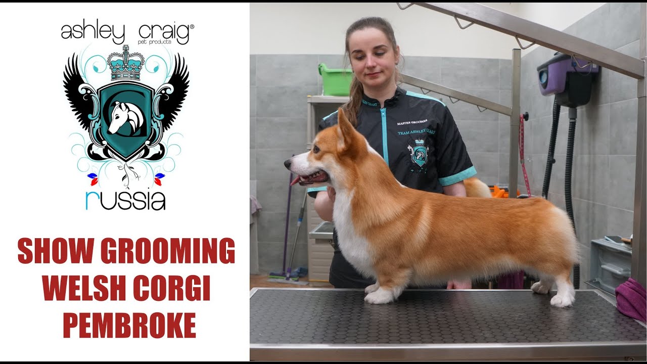 Show grooming for welsh corgi pembroke with #AshleyCraig