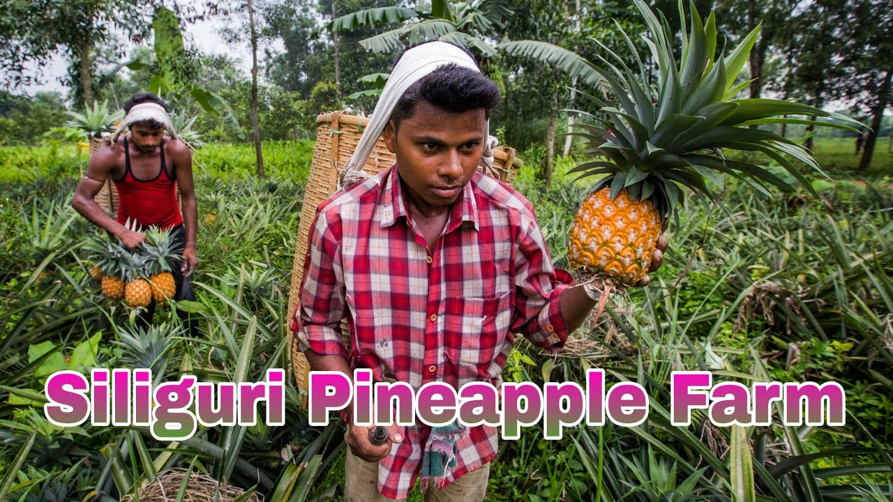 Pineapple Farm Siliguri West Bengal 🍍🍍🍍ll सिलीगुड़ी में पाइनएप्पल के खेत