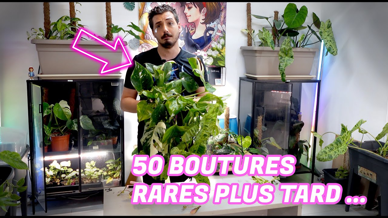 J'ai bouturé 50 plantes rares pour des colis mystère ! ( c'est une folie !)