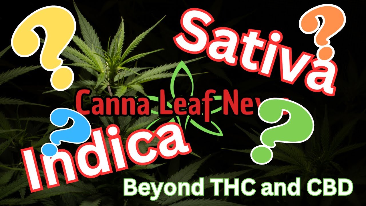 Sativa vs Indica Demystified: Beyond THC and CBD